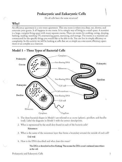 prokaryotic and eukaryotic cells pogil